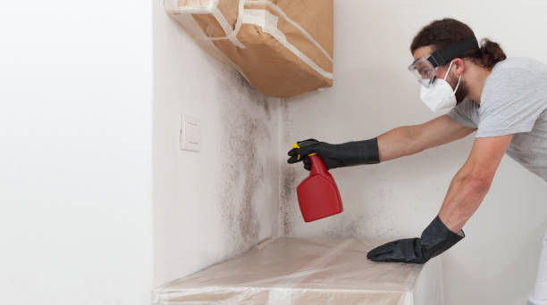 Professional Basement Mold Remediation technician working in Oldsmar, FL